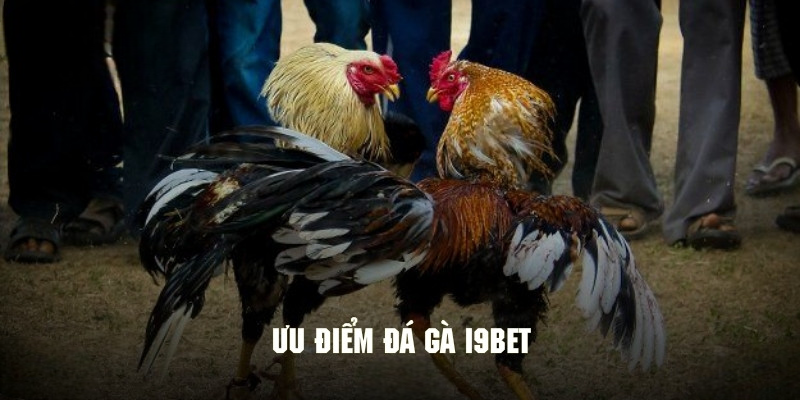 Đá Gà I9BET – Các Trận Đấu Kinh Điển Bậc #1 Đông Nam Á